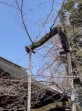 横　気象防災　靖国神社標本木