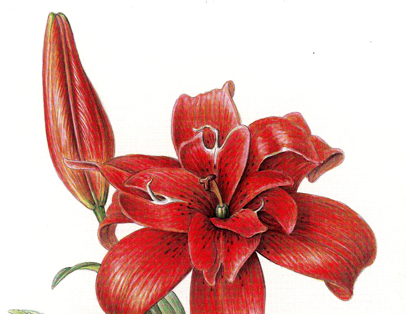 ボタニカルアート(自然史植物画)のイメージ