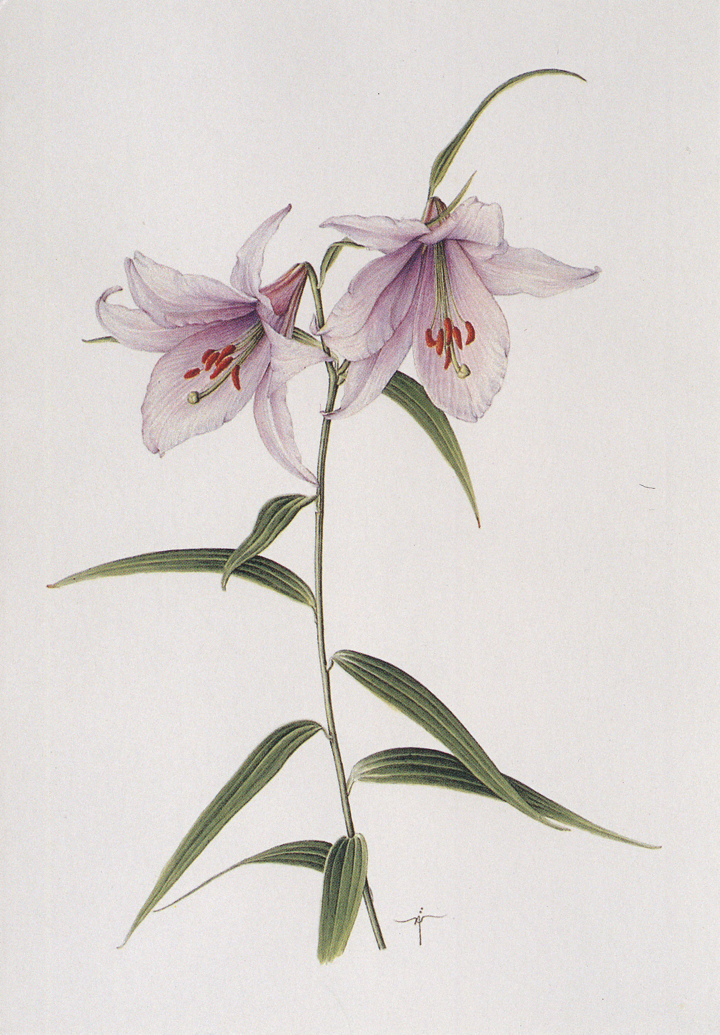 ボタニカルアート(自然史植物画)のイメージ