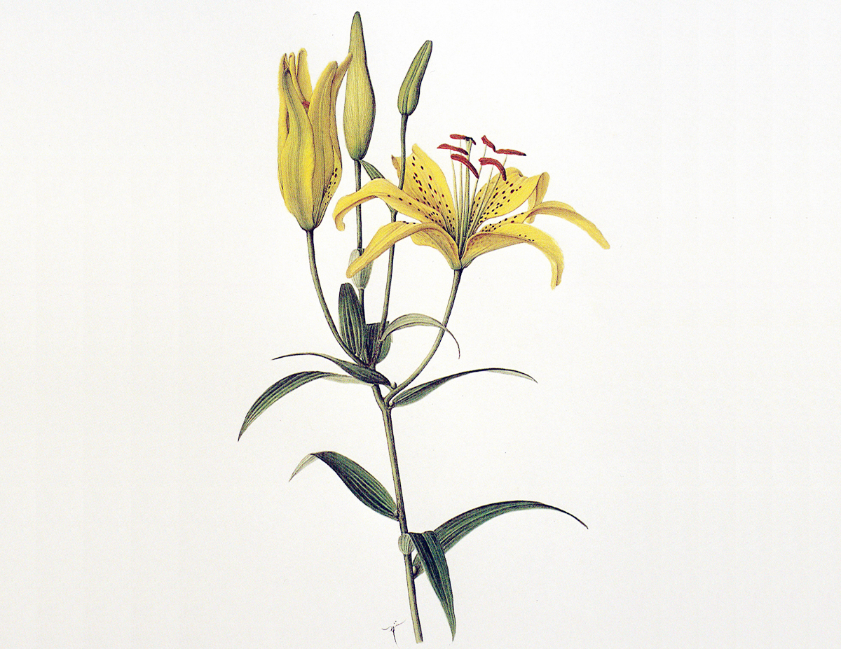 ボタニカルアート(自然史植物画)のイメージ